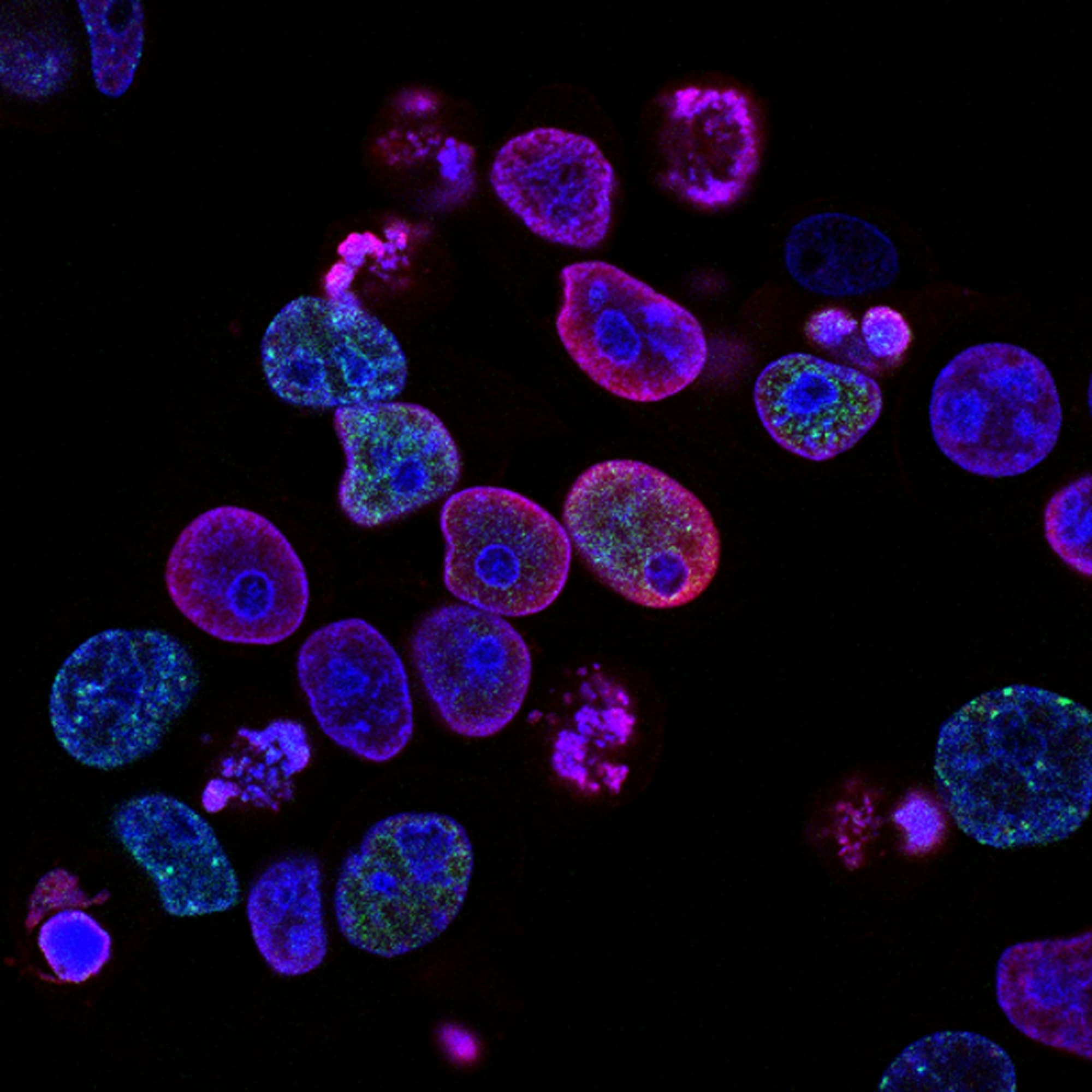 Cellular microscopy